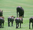 Warthogs at Skukuza